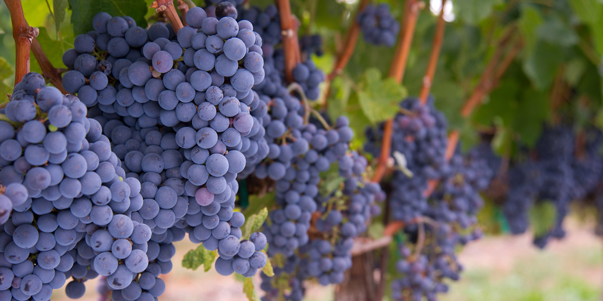 2021 Merlot Red Wine | Dry Creek Vineyard | Dry Creek Vineyard